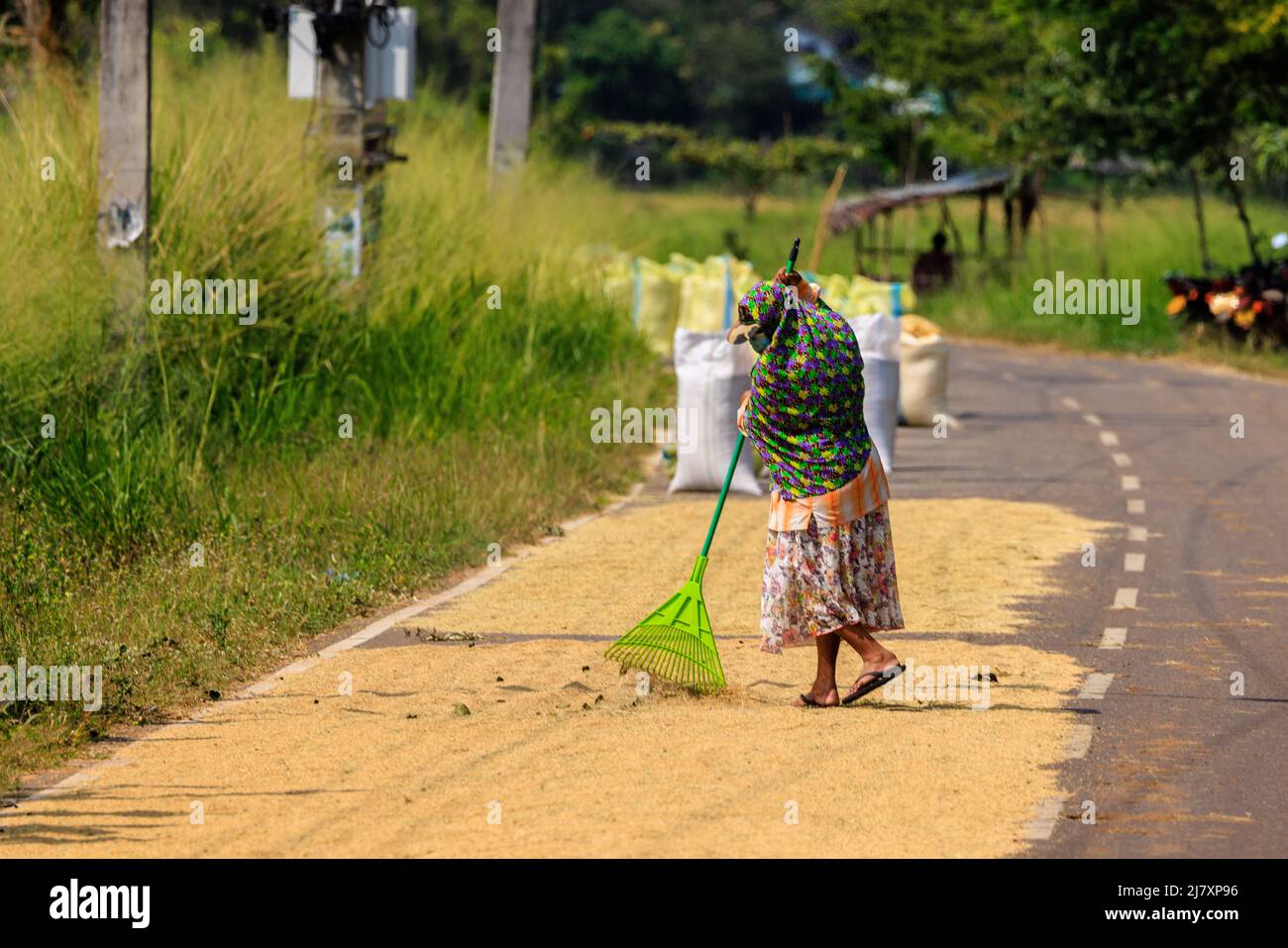 los lugareños esparcen arroz para secarse en el asfalto de la carretera bajo el sol reduciendo el tráfico a un solo carril Foto de stock