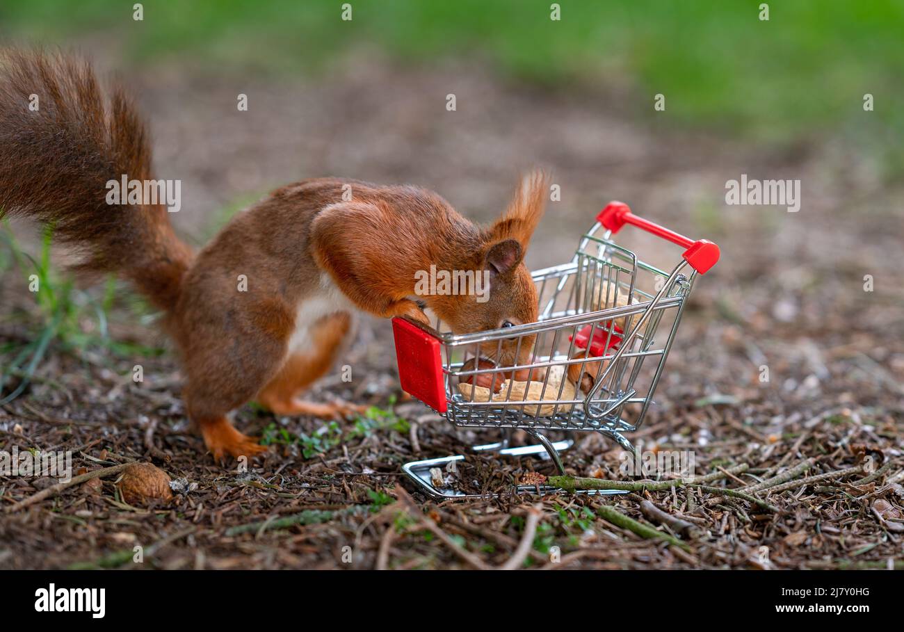 La ardilla roja europea pone cacahuetes y avellanas en un carrito de compras. Foto de stock