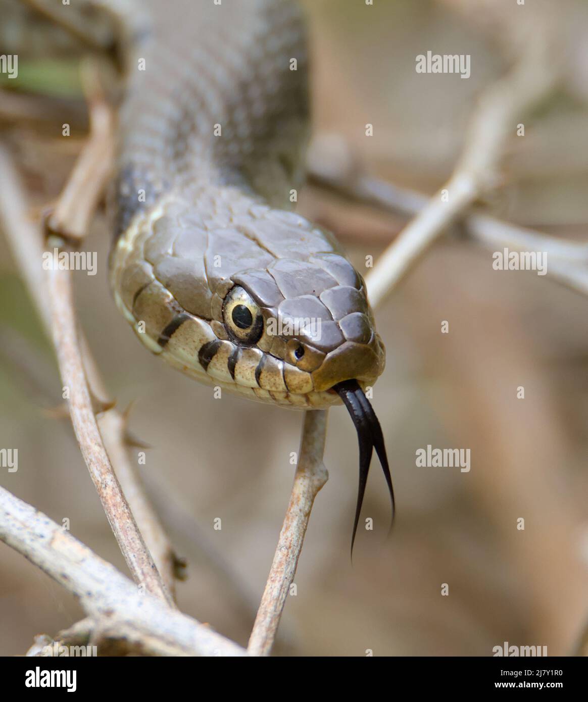 Head Shot desde el frente de Una serpiente de hierba prohibida inofensiva, Natrix helvetica, Tasting, Sensing the Air with its Forked Tongue, Reino Unido Foto de stock