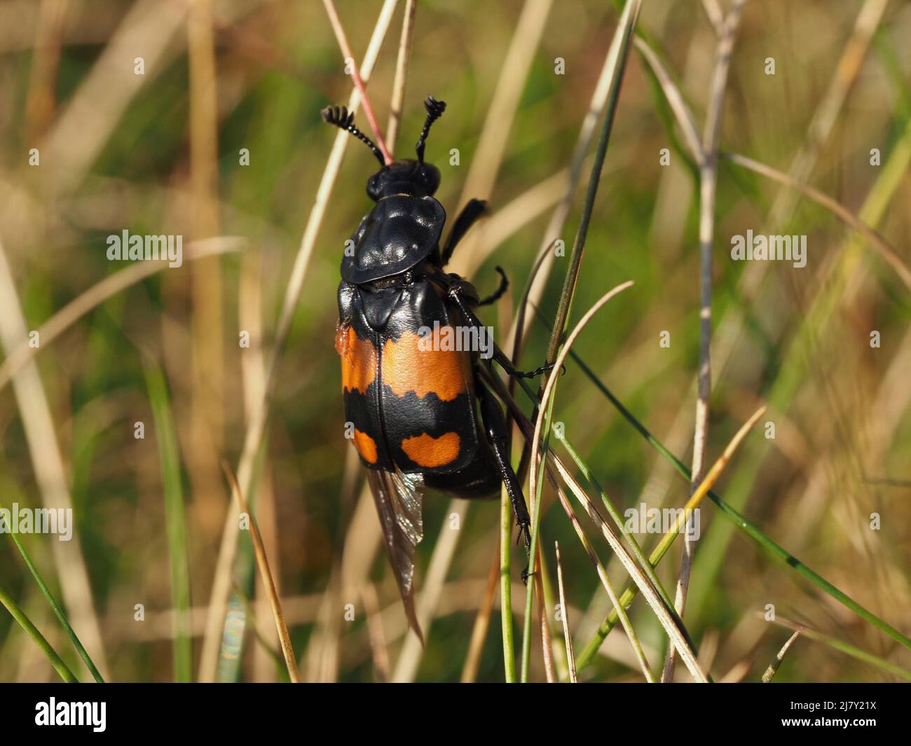 Escarabajo de sexton común (Vesperloides de Nitrofhorus) en hierba larga con una pequeña garrapata parasitaria en su elytra (caso de ala) en Cumbria, Inglaterra, Reino Unido Foto de stock