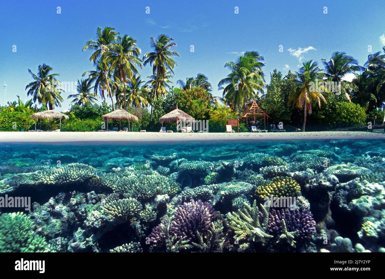 Imagen dividida, sobre debajo, arrecife de coral en frente de una isla de maldivas, Maldivas, Océano Índico, Asia Foto de stock