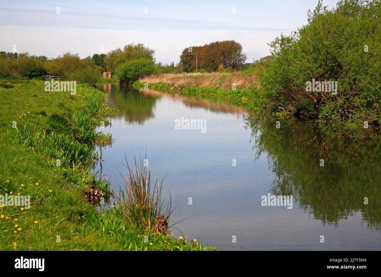 Una vista del río Bure en los alcances superiores acercándose a Buxton con el sendero del río en primavera en Horstead, Norfolk, Inglaterra, Reino Unido. Foto de stock