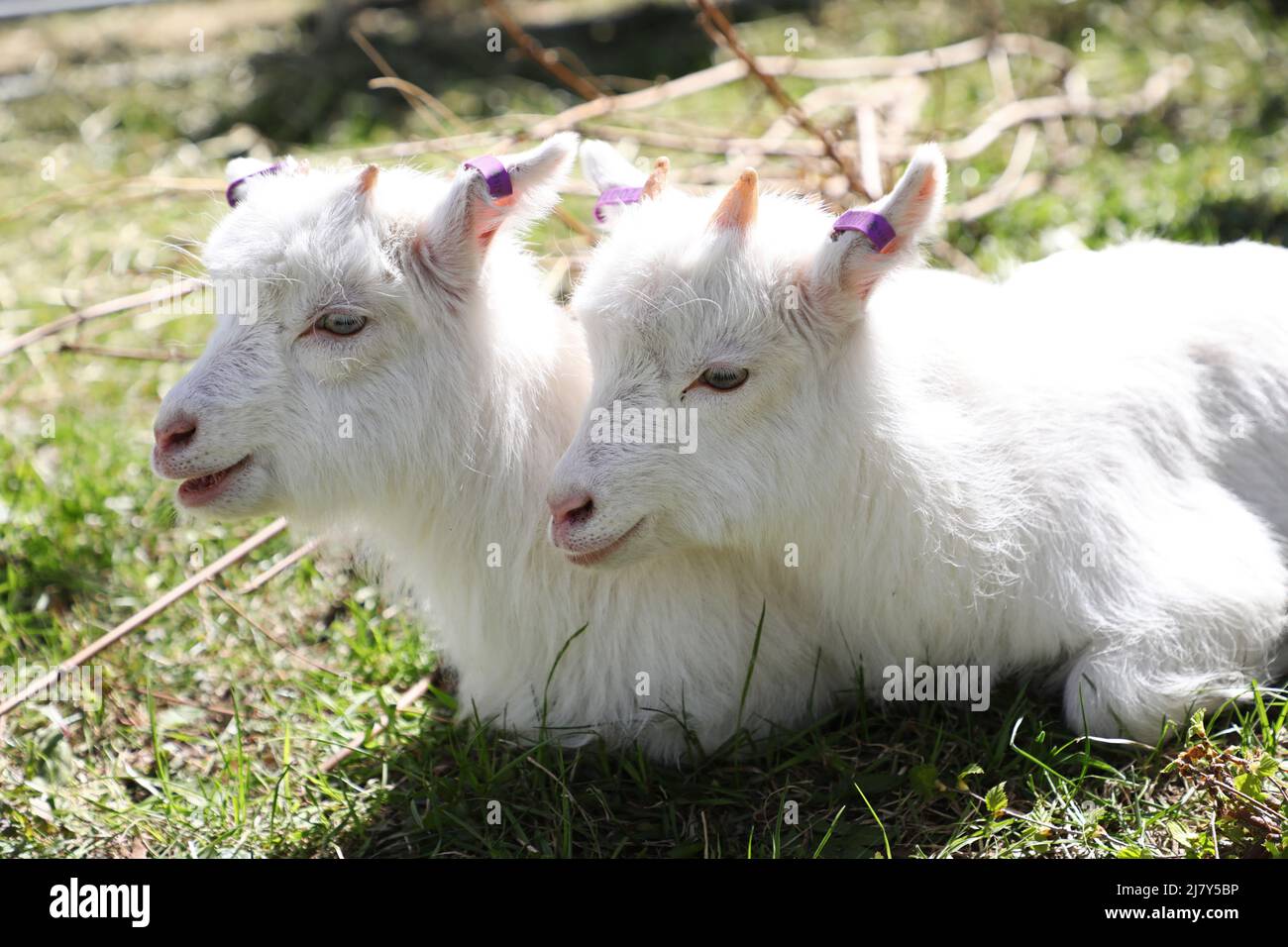 Lappgetter (en inglés Goat) es una raza de cabra en grave peligro