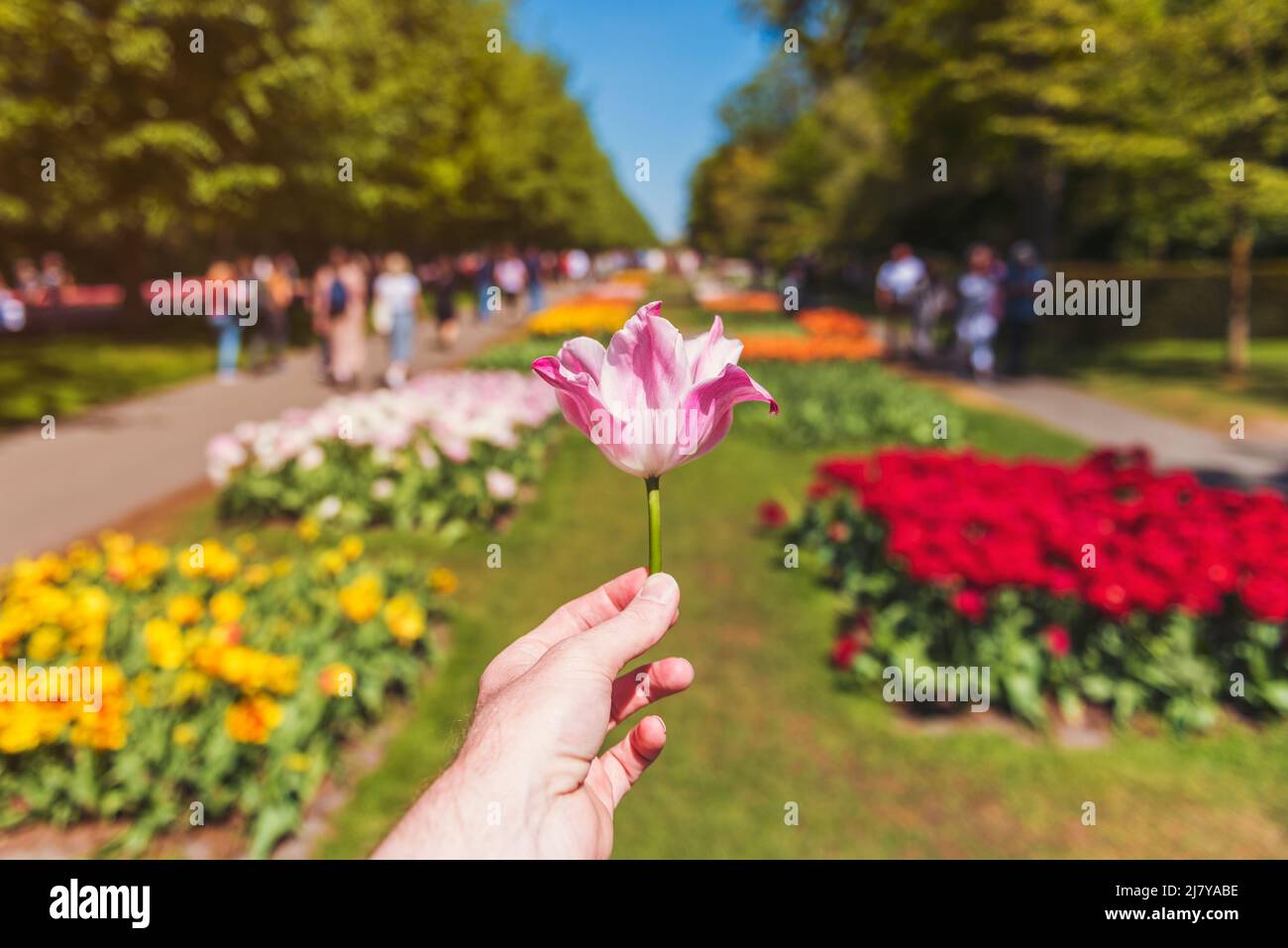 Perspectiva en primera persona en la mano masculina sosteniendo un tulipán en los jardines de Keukenhof en Lisse los Países Bajos, el foco estaba en el primer plano. Foto de stock