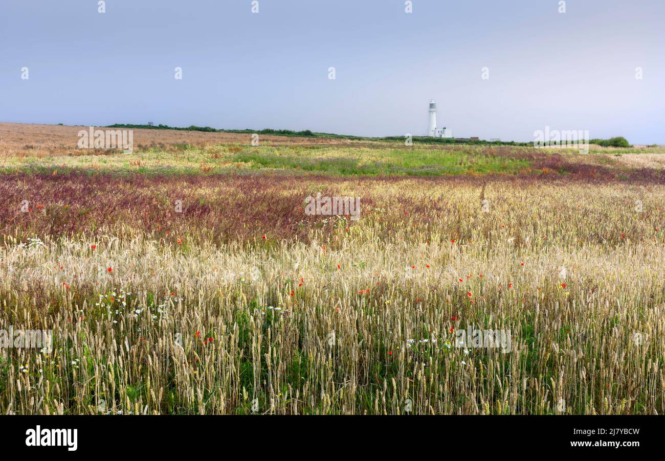 Vista colorida de los campos de barbecho con cultivos y pastos sobrecultivados y algunas flores silvestres y el faro en el horizonte. Flamborough, Reino Unido. Foto de stock