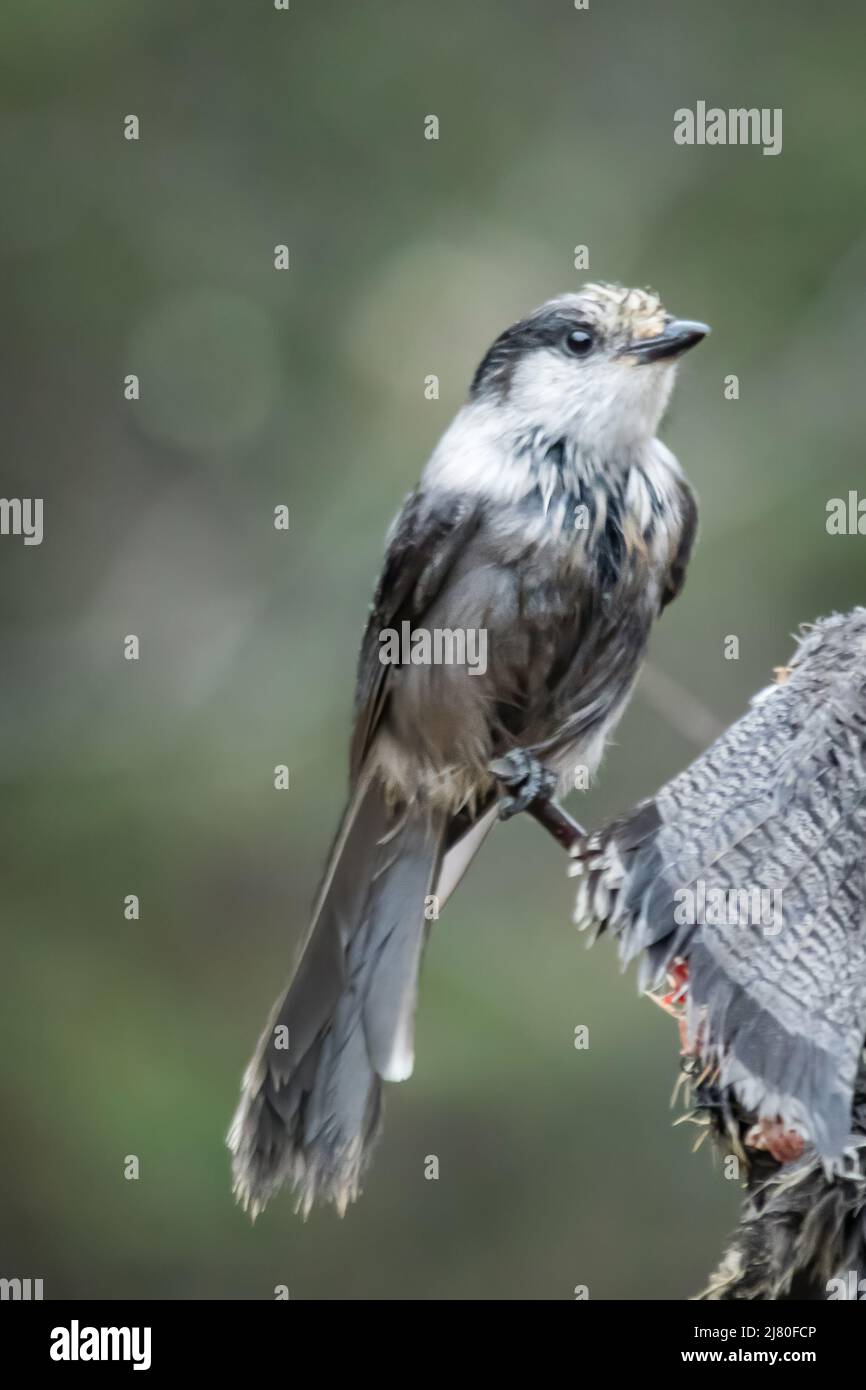 Primer plano de un pájaro jay canadiense, Canadá Foto de stock