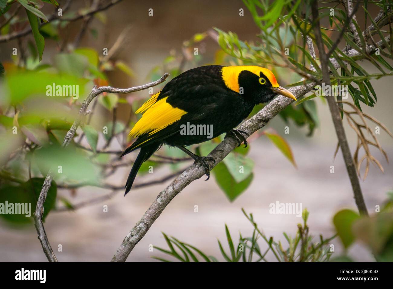 Primer plano de un pájaro bowerbird regente macho en una sucursal, el Parque Nacional Lamington, Queensland, Nueva Gales del Sur, Australia Foto de stock