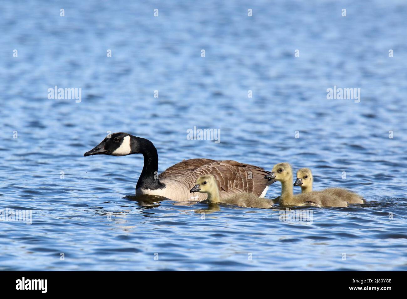 Tres gansos canadienses Branta canadensis goslings nadando en el lago con los gansos padres Foto de stock