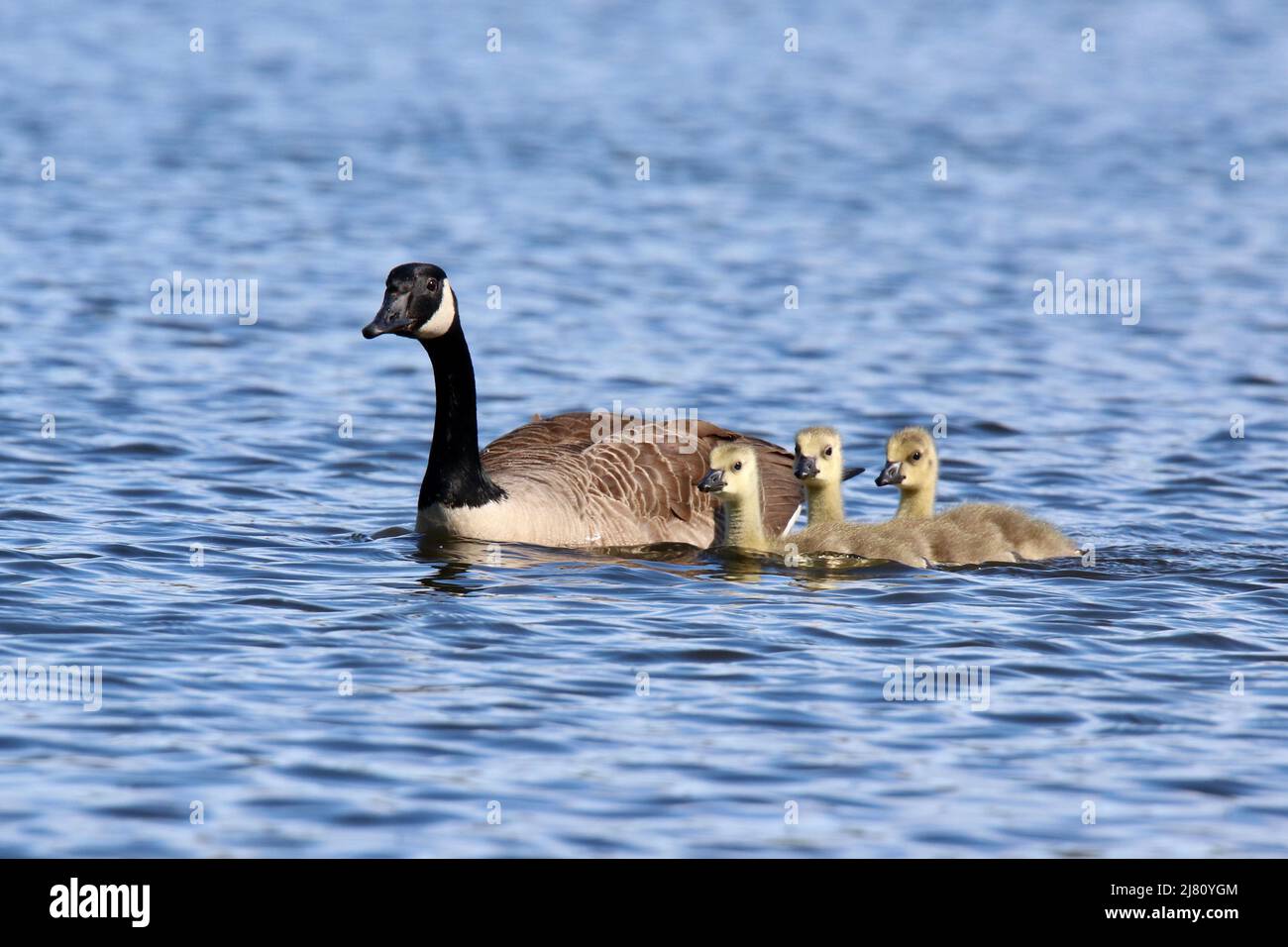 Tres gansos canadienses Branta canadensis goslings nadando en el lago con los gansos padres Foto de stock