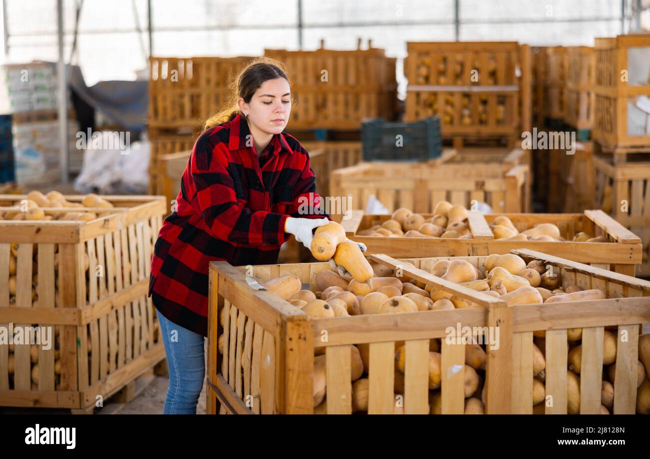 Mujer campesina clasificando calabazas frescas Foto de stock