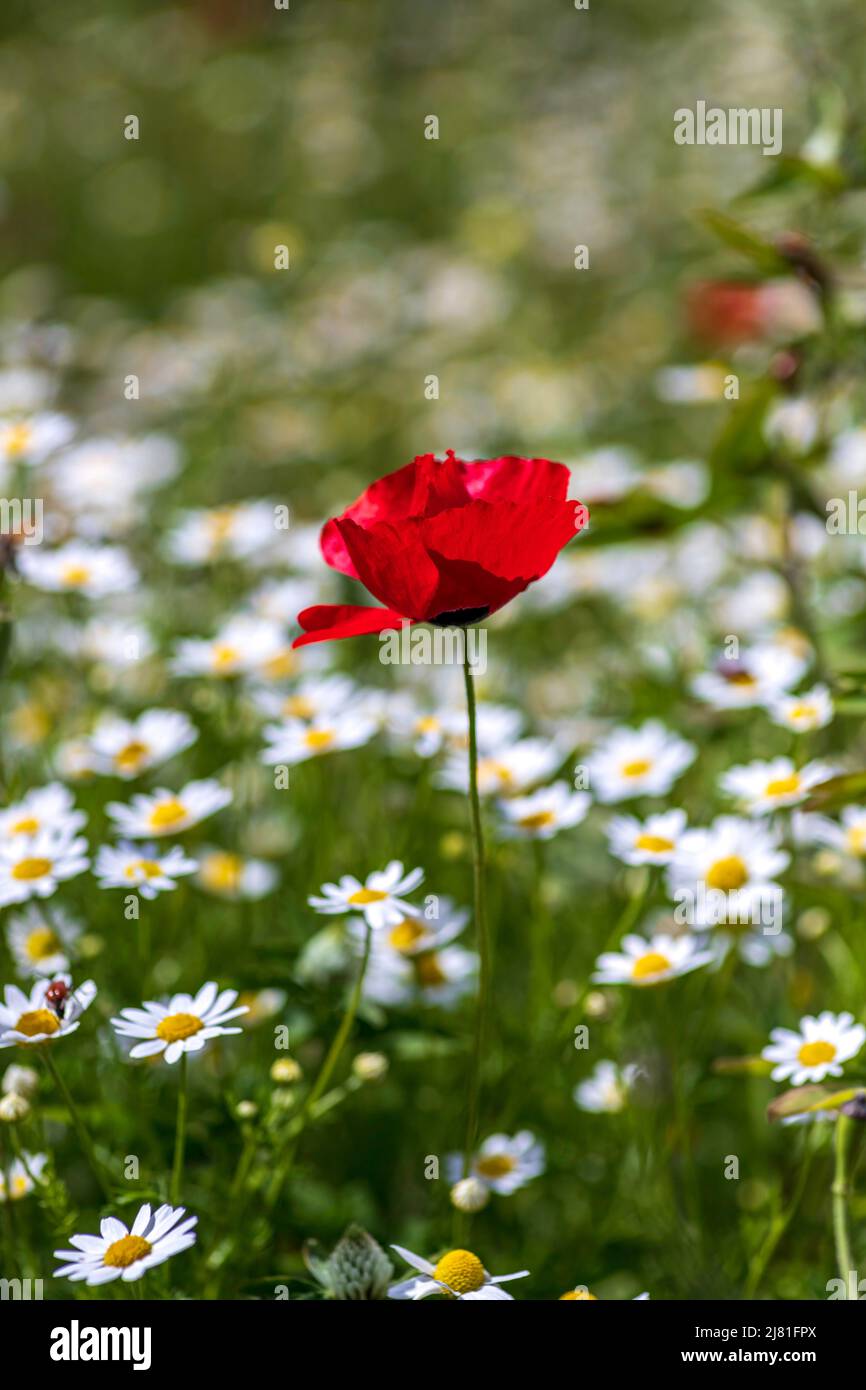 Hermosa flor de amapola roja de cerca rodeada de camomila salvaje. Foto de stock