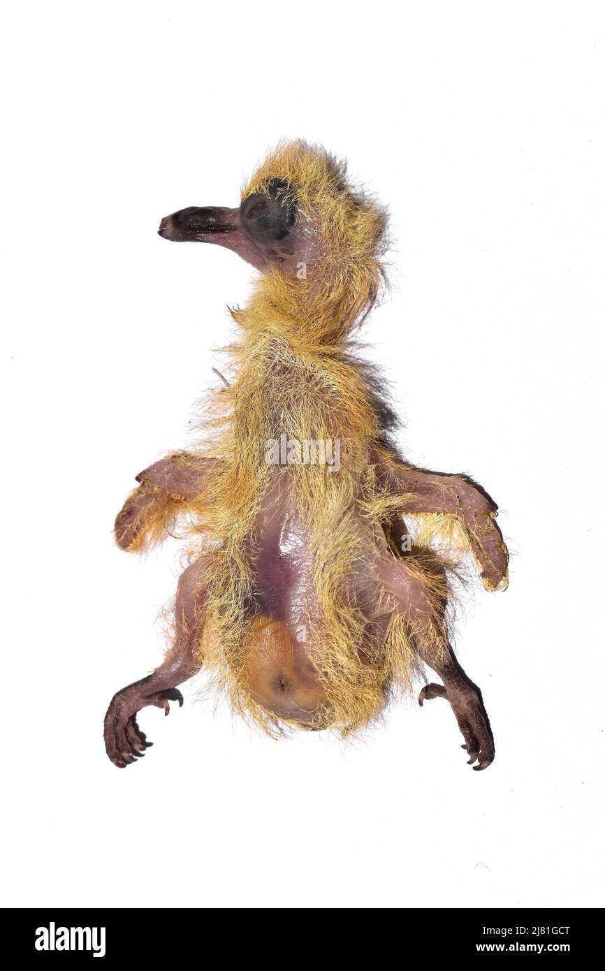 Pájaro enfermo Imágenes recortadas de stock - Alamy