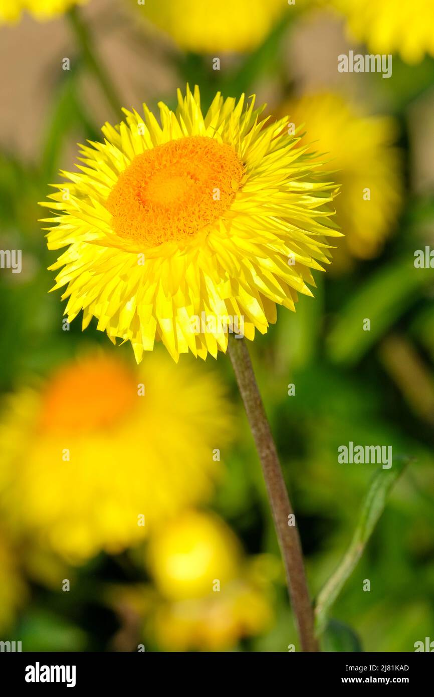 Xerochrysum bracteatum Granvia Gold, flor eterna, duradera, dorada, inmortale, margarita de papel, flor de paja, flor de paja, Foto de stock