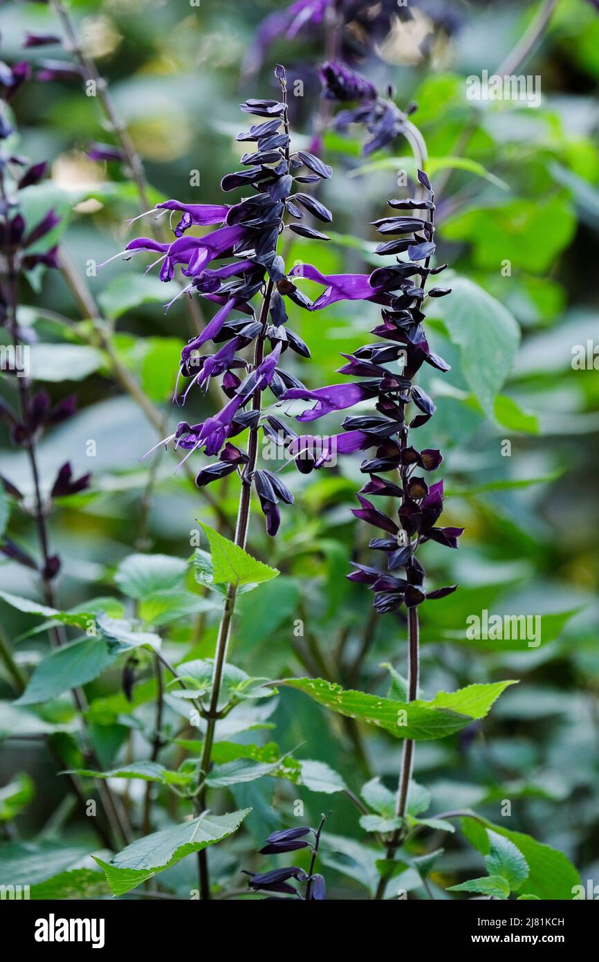 Salvia 'Amistad', sabio 'Amistad'. Flores tubulares de color púrpura intenso con calyces negros Foto de stock