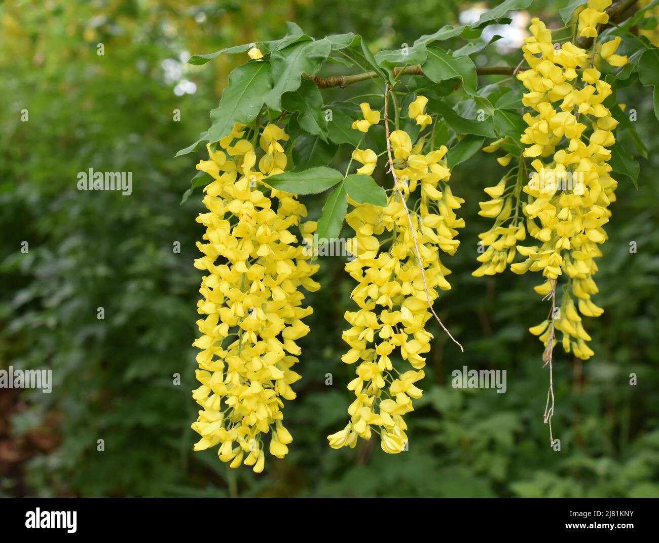 Floración Árbol de la cadena de oro Laburnum anagyroides Fotografía de
