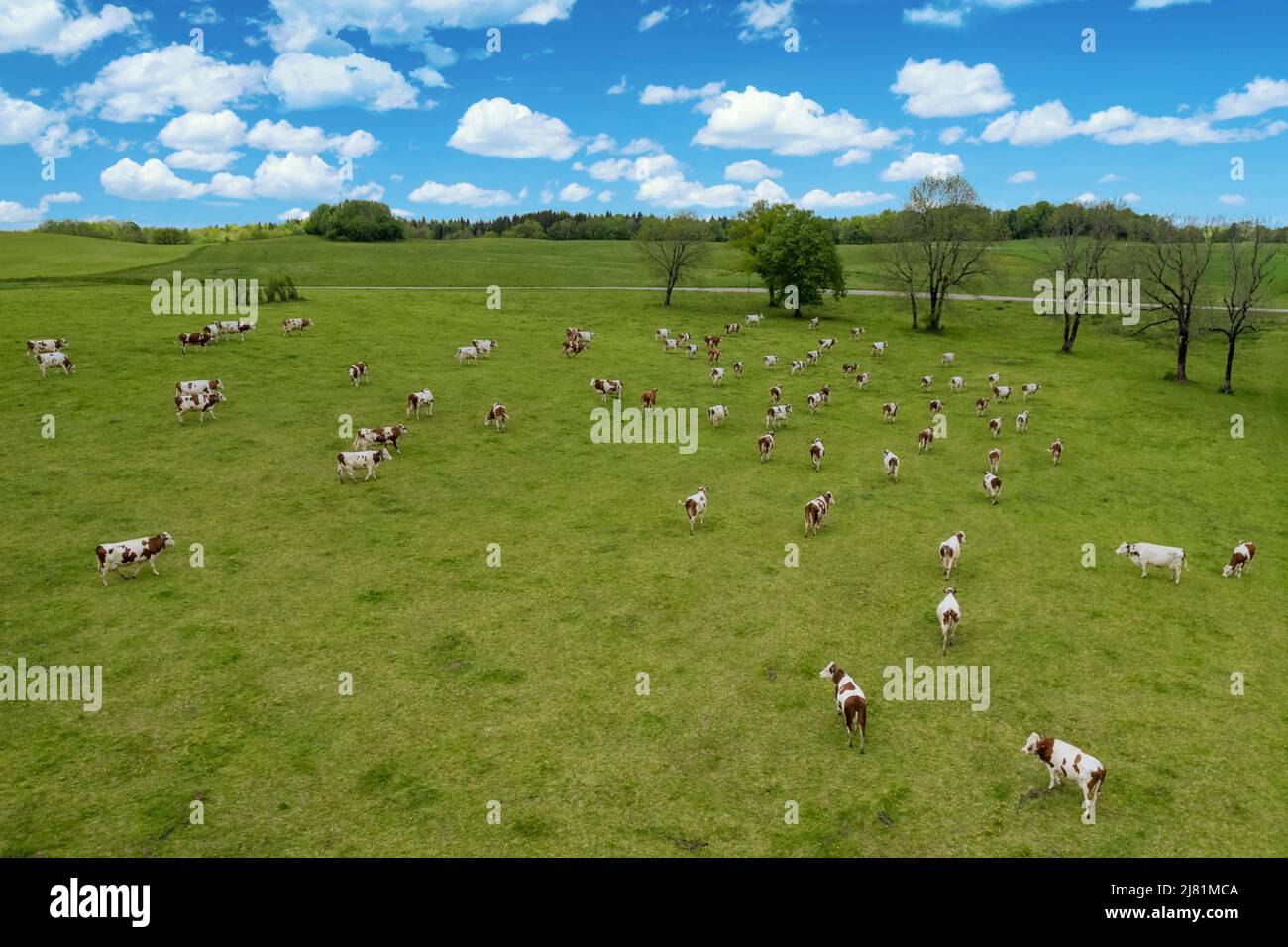 Vista aérea del campo con vacas en Francia, Europa. Foto de stock