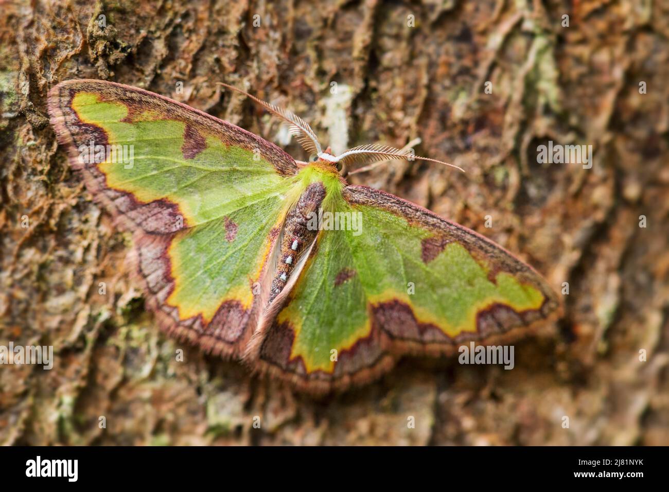 Geometer moth - Synchlora dependens, pequeña y hermosa polilla coloreada de bosques y bosques sudamericanos, Ecuador. Foto de stock