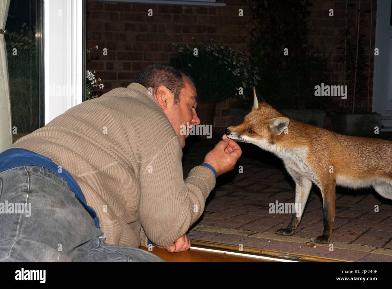 Alimentar a un zorro en el patio por la noche. Foto de stock