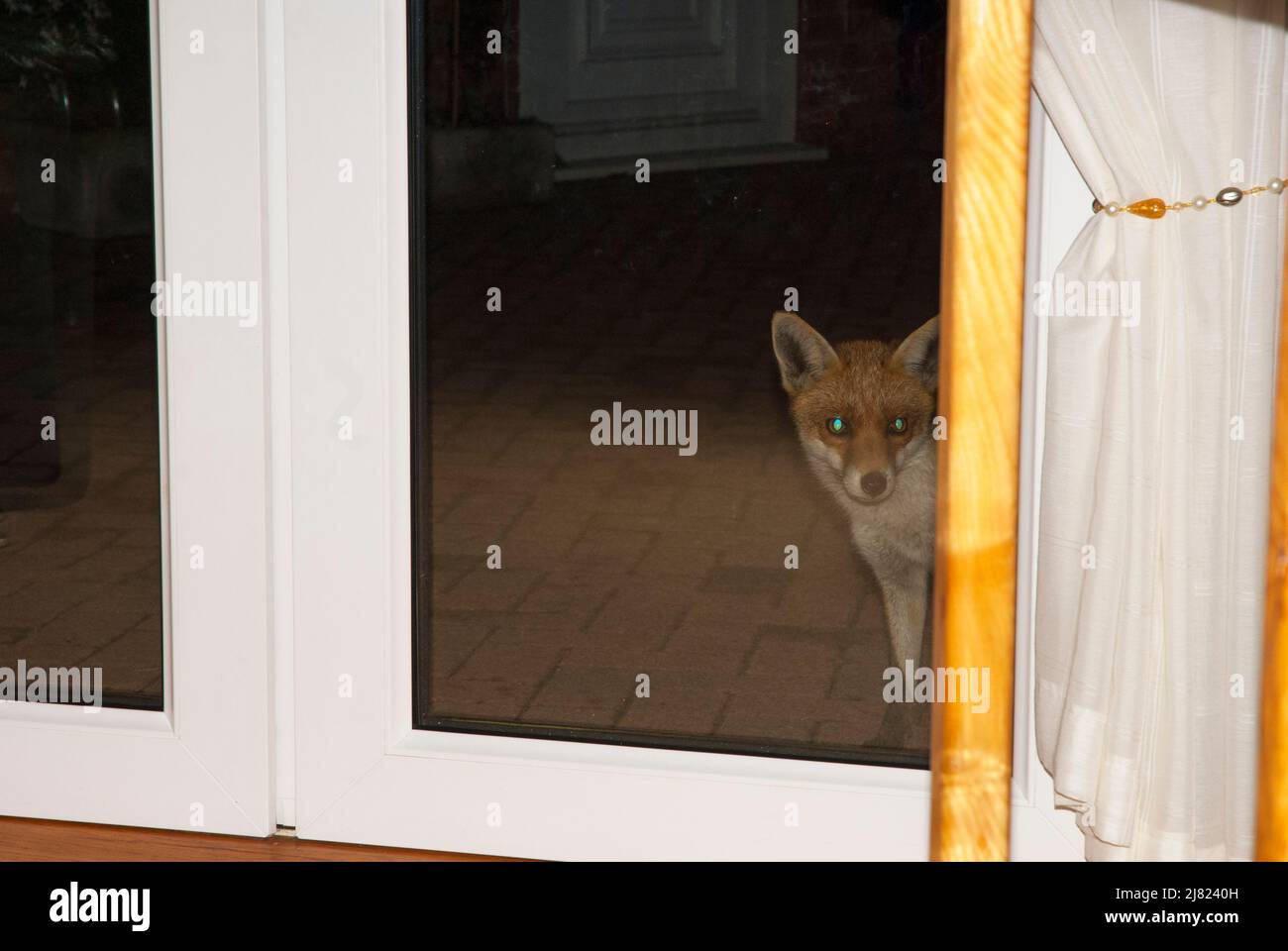 El zorro urbano mira en la ventana del patio por la noche. Foto de stock