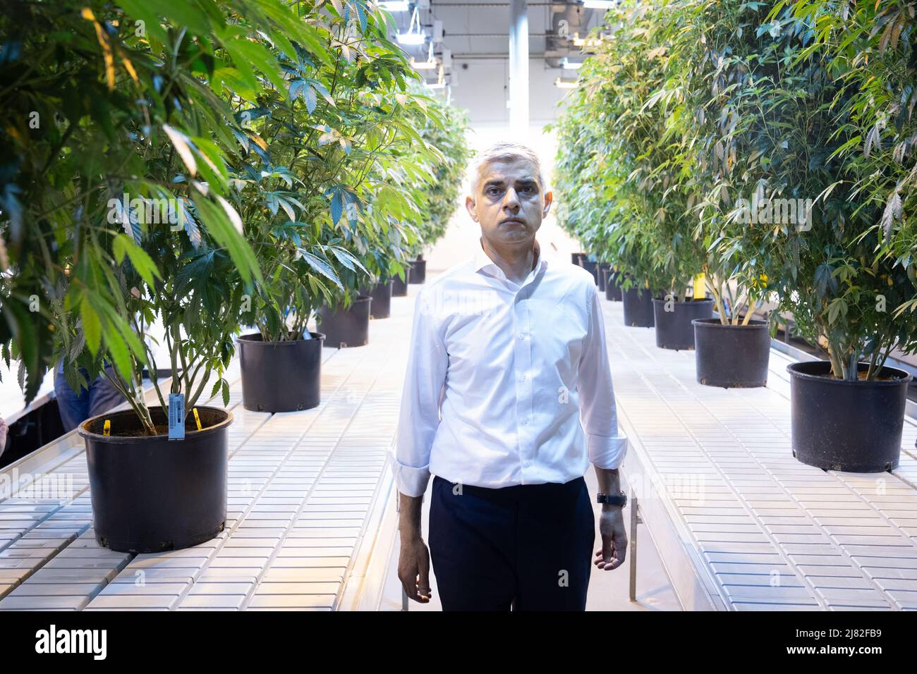 El alcalde de Londres Sadiq Khan camina por plantas de cannabis que están siendo legalmente cultivadas en 'Traditional' una fábrica licenciada en Los Ángeles donde el alcalde estaba viendo por sí mismo cómo funciona la producción legalizada de cannabis en California el día 3 de una visita prevista de 5 días a los Estados Unidos. Fecha de la foto: Miércoles 11 de mayo de 2022. Foto de stock