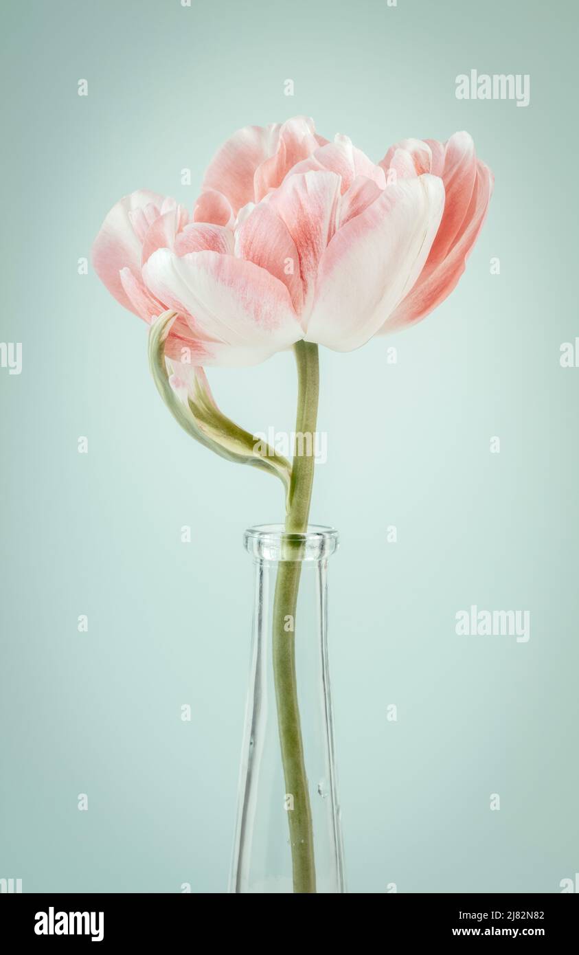 Un doble tulipán Finola en jarrón de cristal Foto de stock
