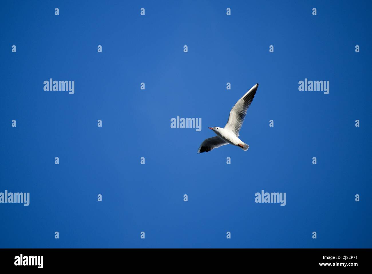 Gaviota en vuelo bajo un cielo azul claro Foto de stock