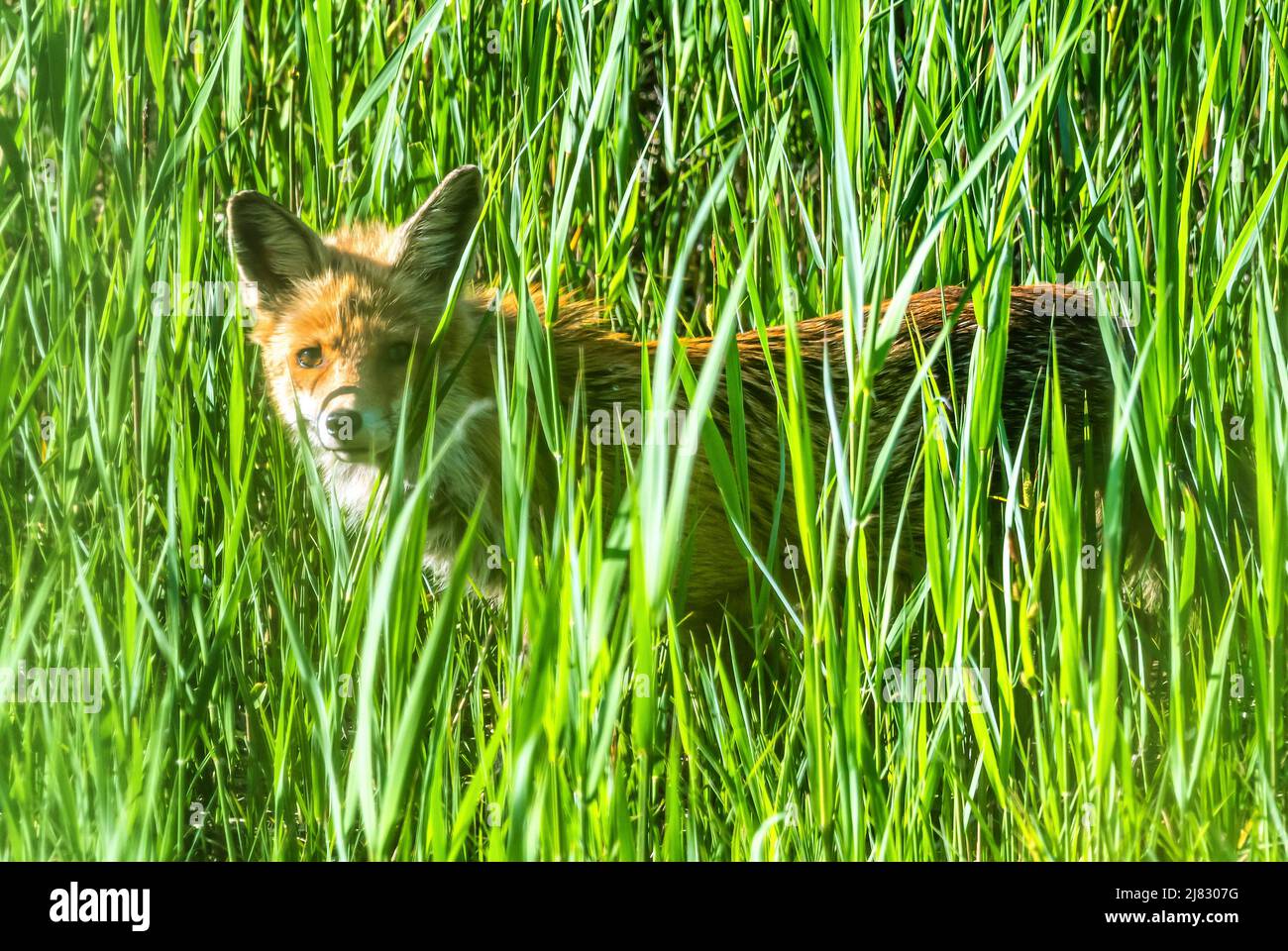 Red Fox, Vulpes vulpes, de pie en la hierba larga Foto de stock