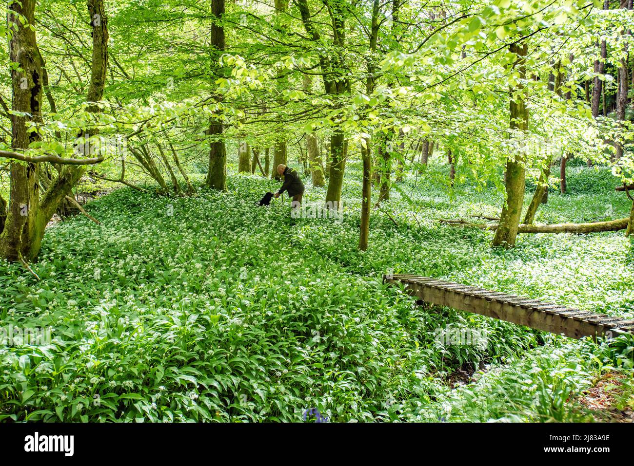 Clitheroe, Lancashire, Reino Unido. 12th de mayo de 2022. El granero silvestre florece en el bosque de Bowland cerca de Clitheroe, Lancashire, Reino Unido Crédito: John Eveson/Alamy Live News Foto de stock