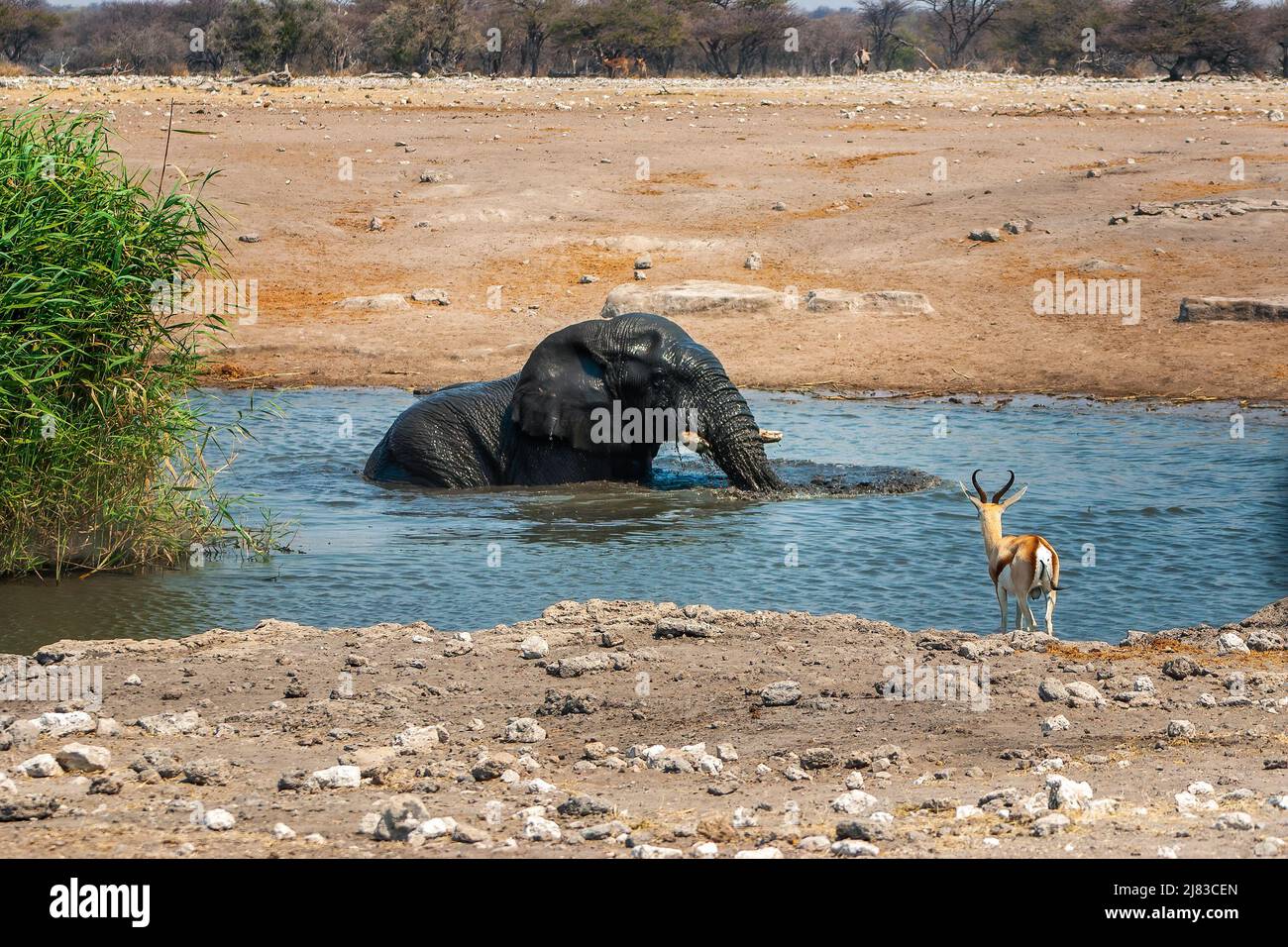 Elefante africano Relajándose en un pozo de agua en el Parque Nacional Etosha en Namibia Foto de stock