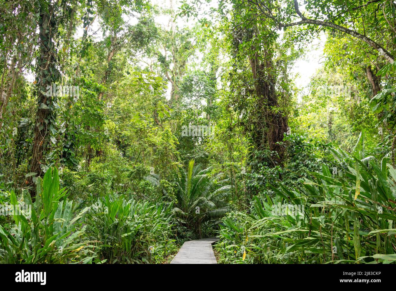 Camino a través de la selva tropical, Playa Grande, Parque Nacional Manzanillo, Provincia de Limón, República de Costa Rica Foto de stock