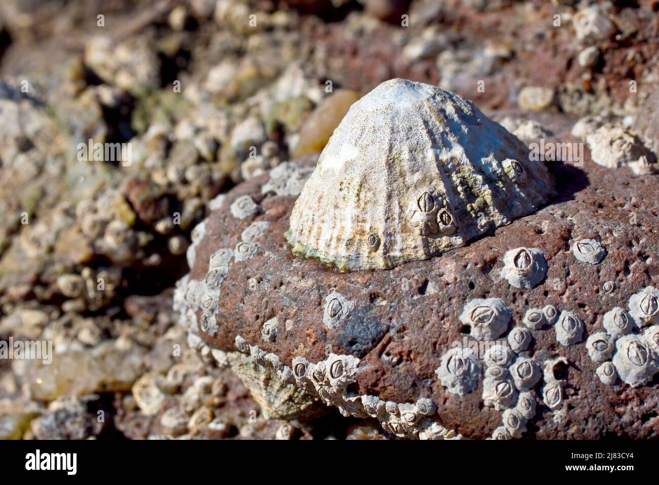 Cerca de un limpet (patella vulgata) pegado a una roca roja con incrustaciones de barnacle en la playa con marea baja. Foto de stock