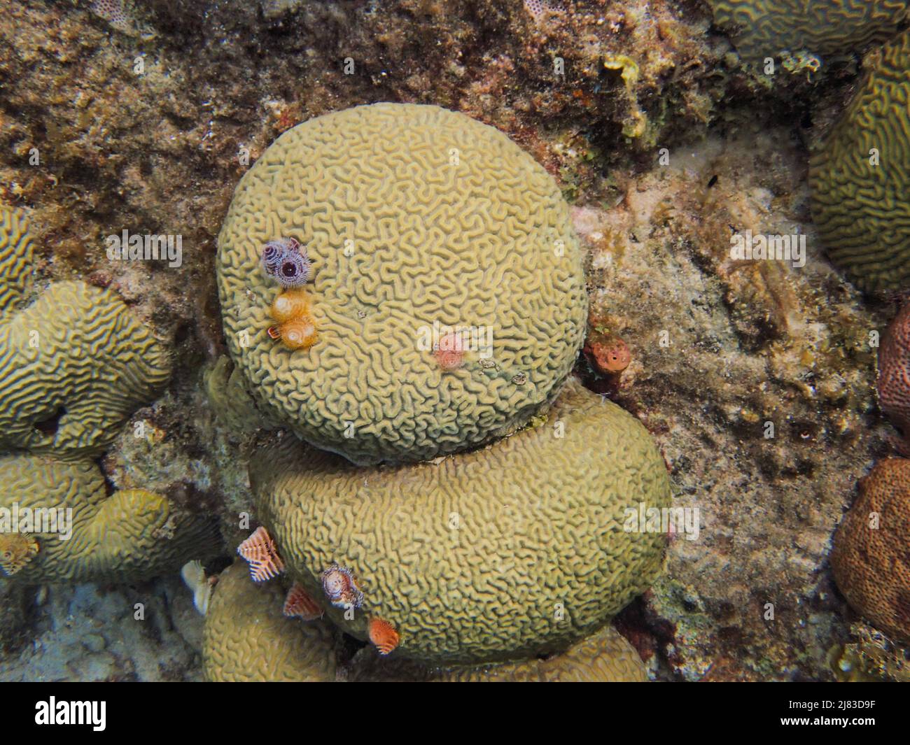 Los corales son invertebrados marinos dentro de la clase Anthozoa cnidarios. Suelen vivir en colonias compactas de muchos individuales idénticos Foto de stock