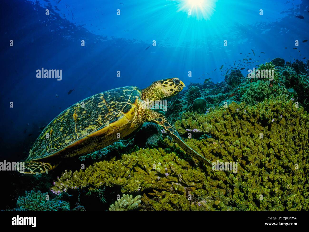 Gruene Meeresschildkroete (Chelonia mydas) rastet im Korallenriff, Sipadan, Sabah, Malasia Foto de stock