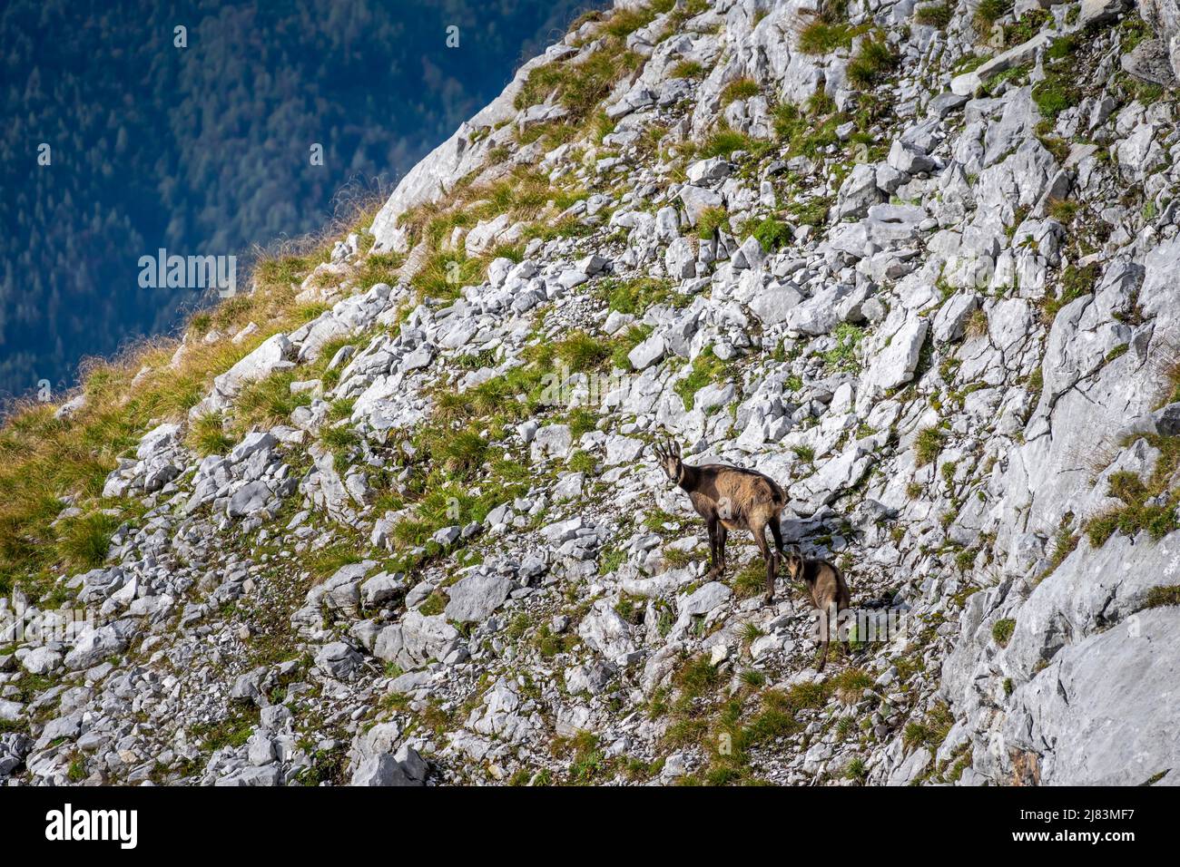 Gemse mit Kitz, Loferer Steinberge, Tirol, Oesterreich Foto de stock