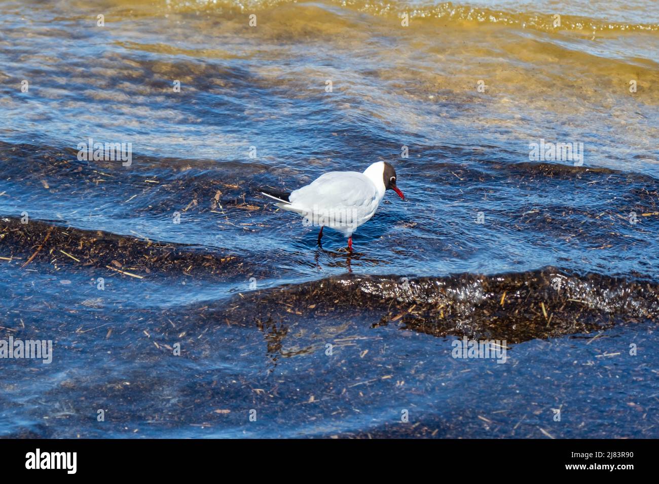Joven gaviota buscando comida en el mar durante la marea baja, en Jurmala, Letonia. Soleado día de primavera Foto de stock