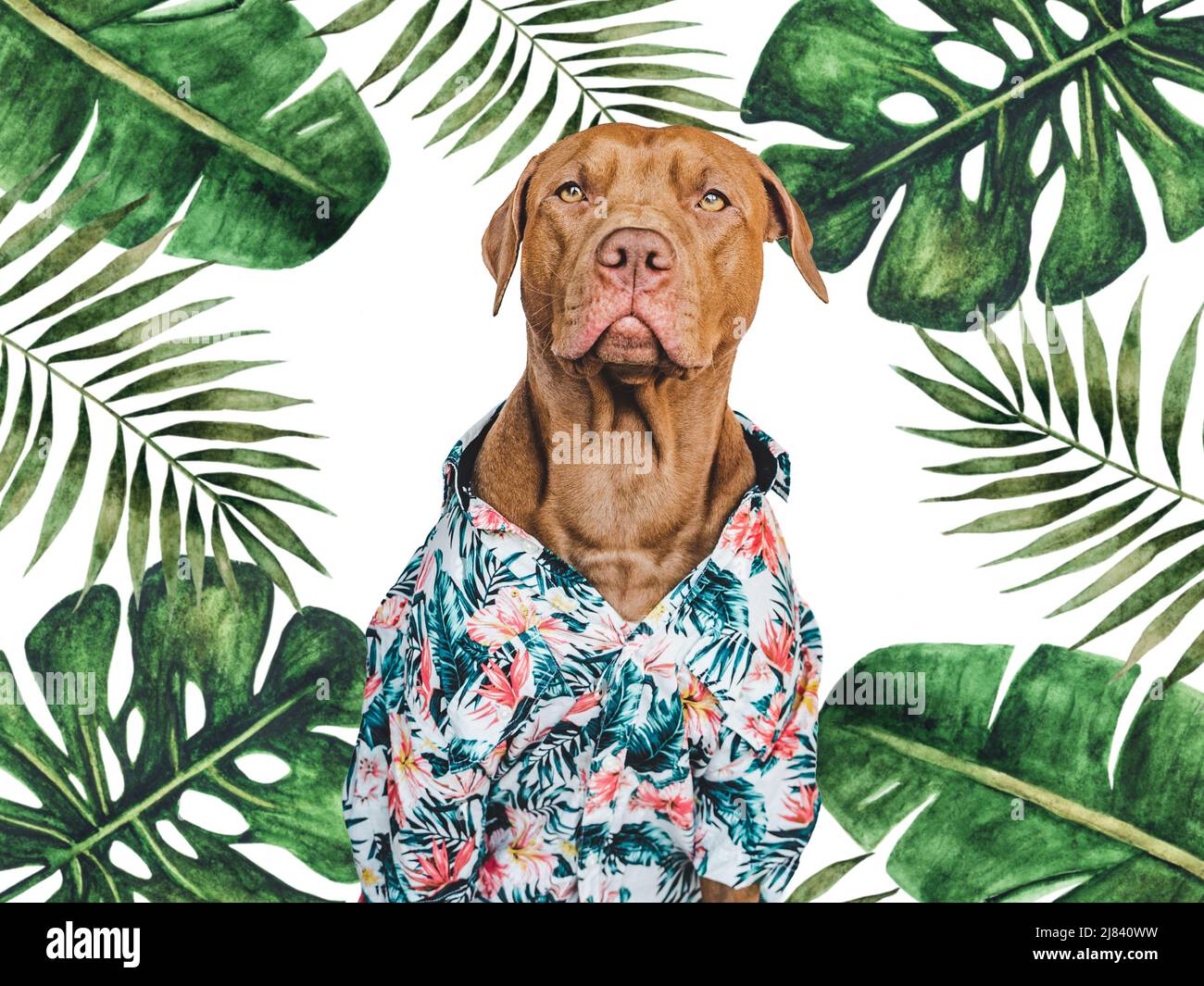 Perro en camisa hawaiana fotografías e de - Alamy