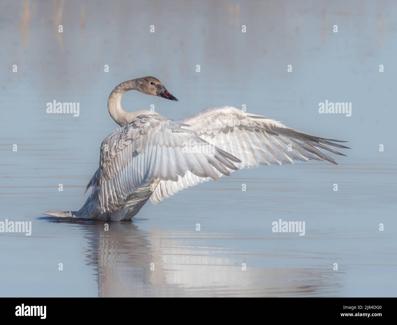 Trumpeter Swan Cygnet Foto de stock