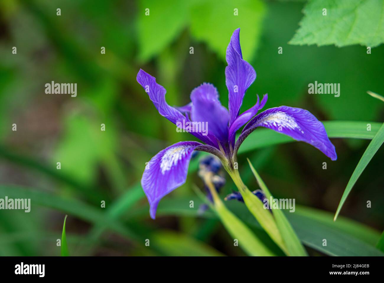 Iris salvaje en flor Foto de stock