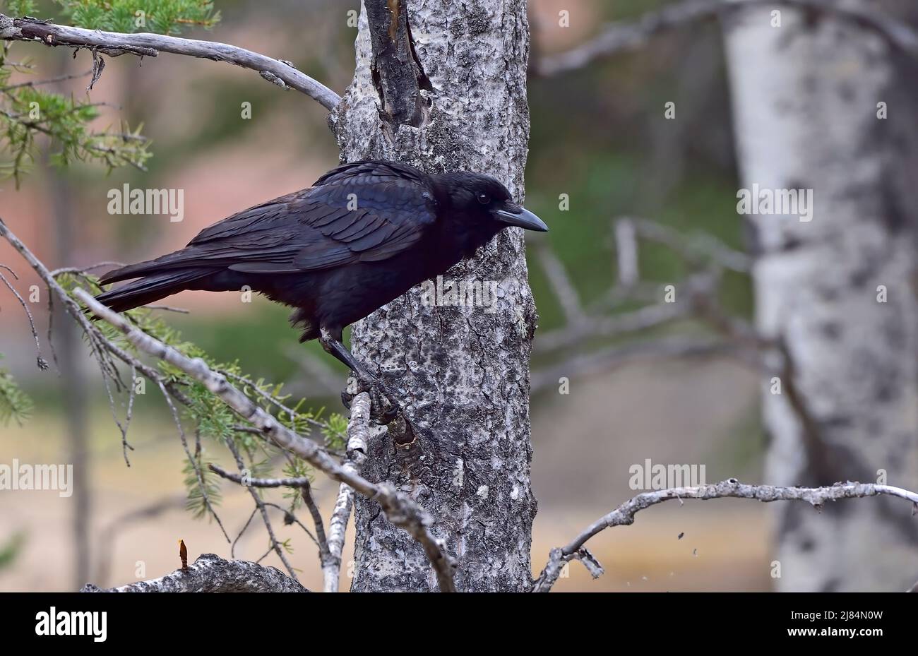 Un cuervo negro (Corvus corax) encaramado en una rama del árbol en la zona rural de Alberta, Canadá Foto de stock