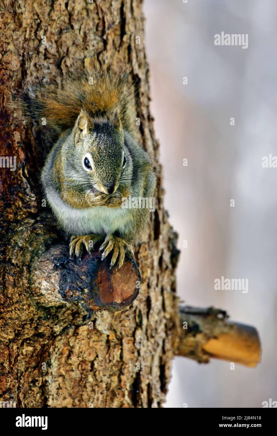 Una imagen vertical de una ardilla roja 'Tamiasciurus hudsonicus'; alimentándose mientras está sentado en una rama corta del árbol Foto de stock