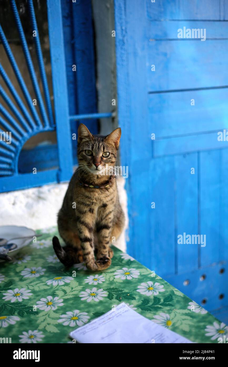 Odessa, Ucrania. 06th de mayo de 2022. Un gato con una pata rota mira a la  cámara. Antes de la Guerra Ruso-Ucraniana en el Monasterio de San Miguel en  Odessa había unos