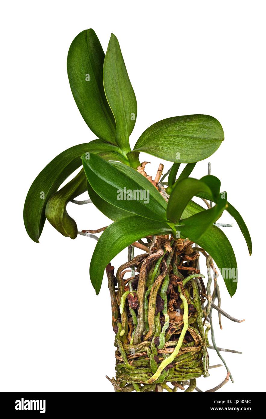 La flor de la orquídea y su sistema de raíz larga sobre un fondo blanco