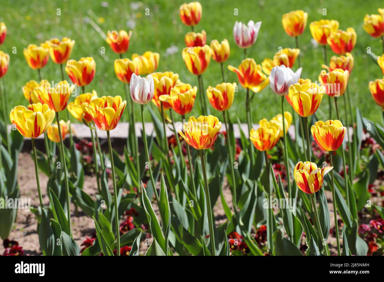 Coloridos tulipanes de primavera al aire libre bajo la luz del sol Foto de stock