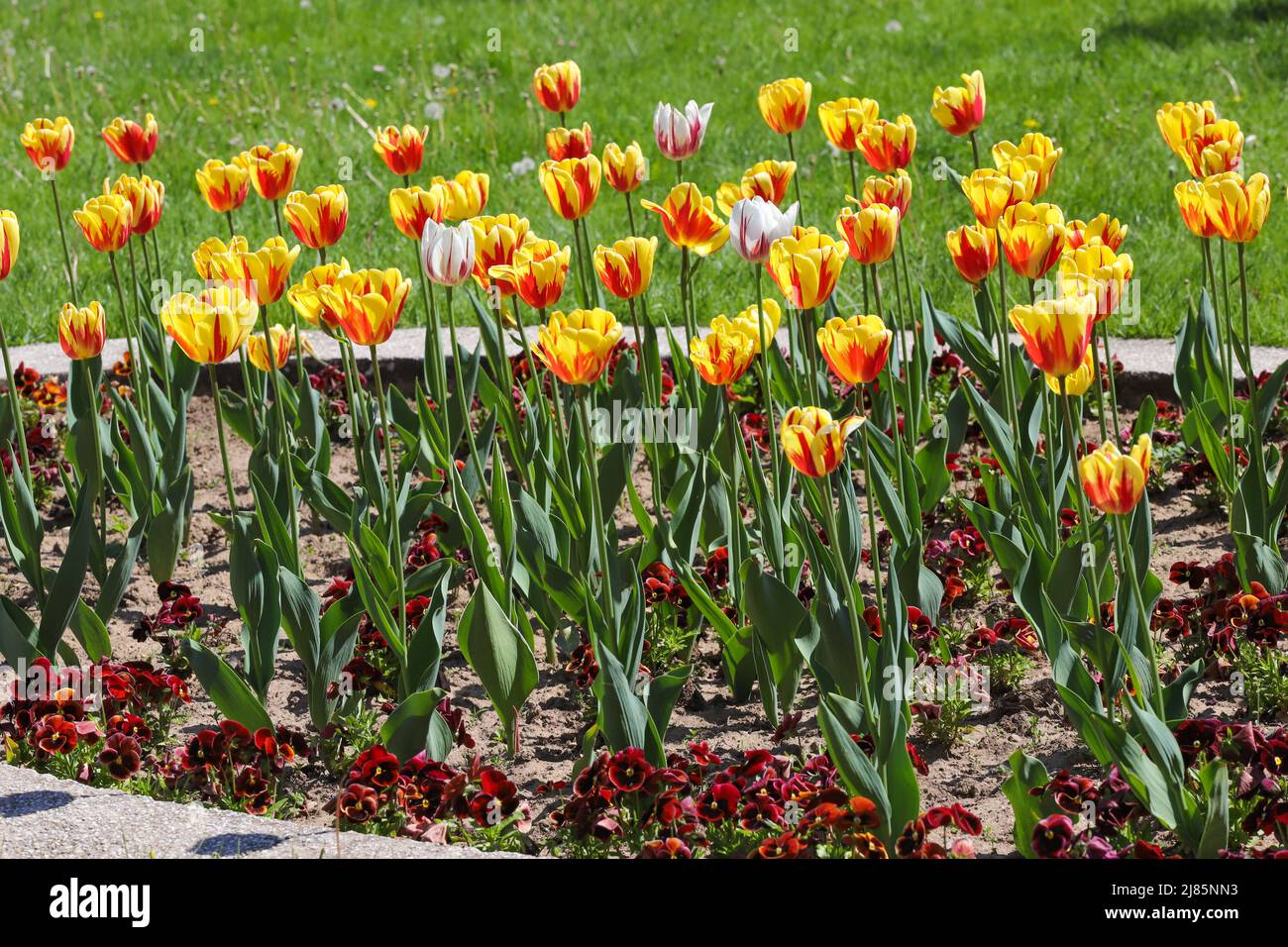 Coloridos tulipanes de primavera al aire libre bajo la luz del sol Foto de stock