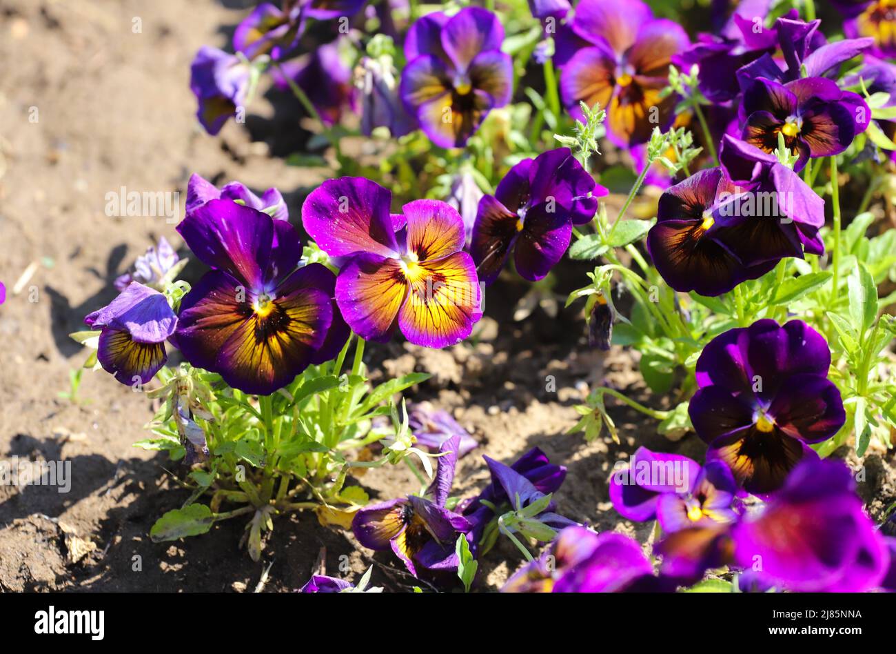 Violetas de colores al aire libre en el jardín Foto de stock