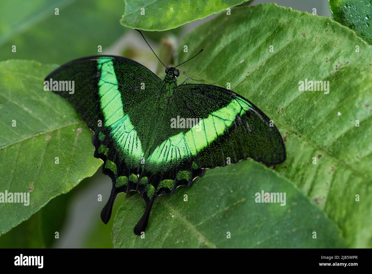 Emerald Swallowtail - Papilio palinurus, hermosa mariposa verde y negra de los bosques de Malasia. Foto de stock