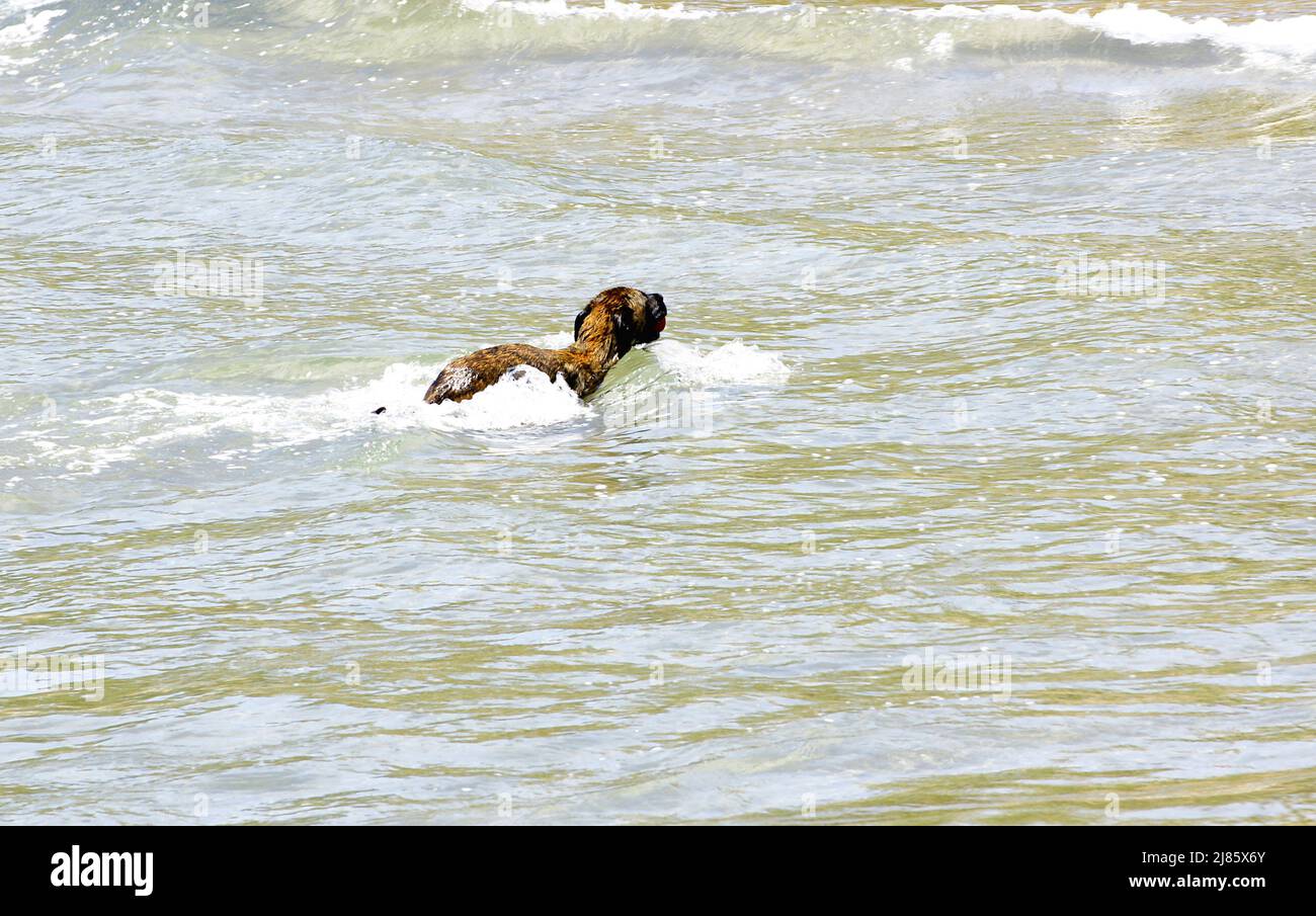Baño de perros en la de Vallcarca en la Costa del Garraf, Barcelona, España, Europa Fotografía de stock - Alamy