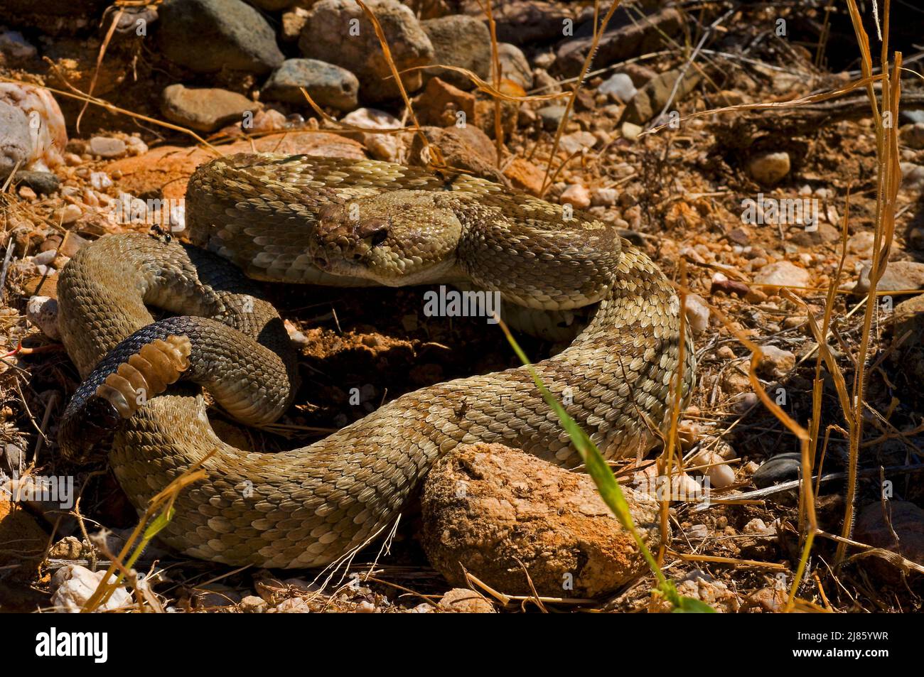 Serpiente de cascabel de cola negra del norte de las montañas de Santa Catalina Foto de stock