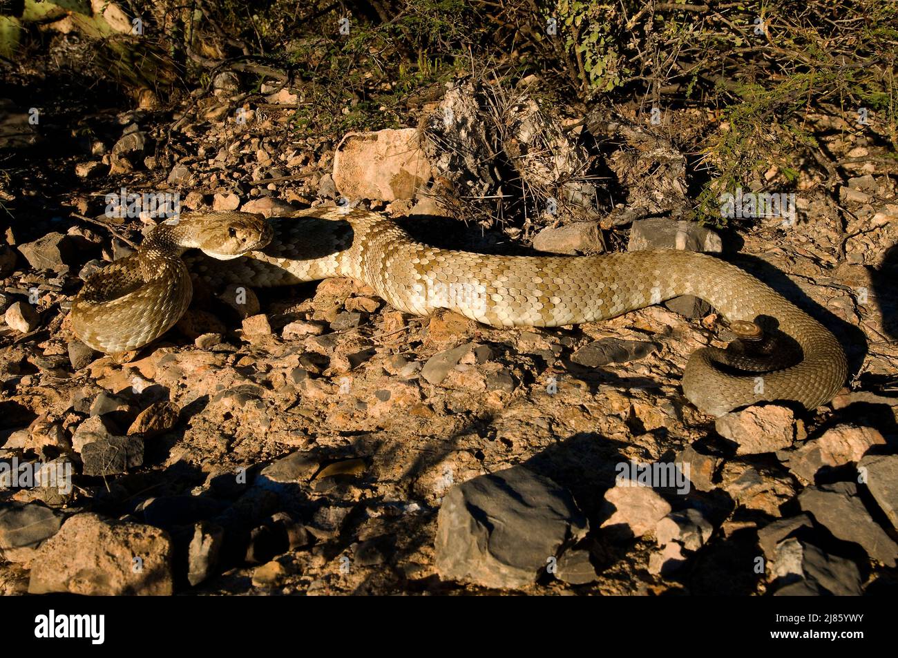 Serpiente de cascabel de cola negra del norte de las montañas de Santa Catalina Foto de stock