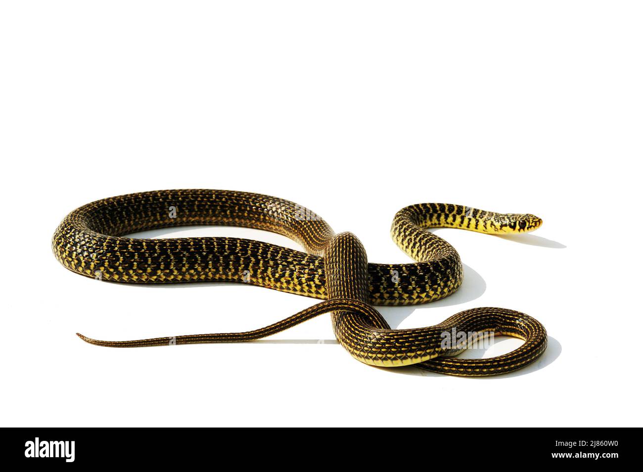 Verde látigo serpiente en estudio ; Nativo de Poitou Francia Foto de stock